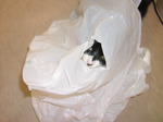sC^2008-4 032.jpg