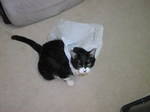 sC^2008-4 035.jpg
